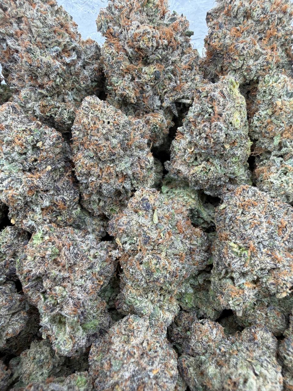 KryptoChronic