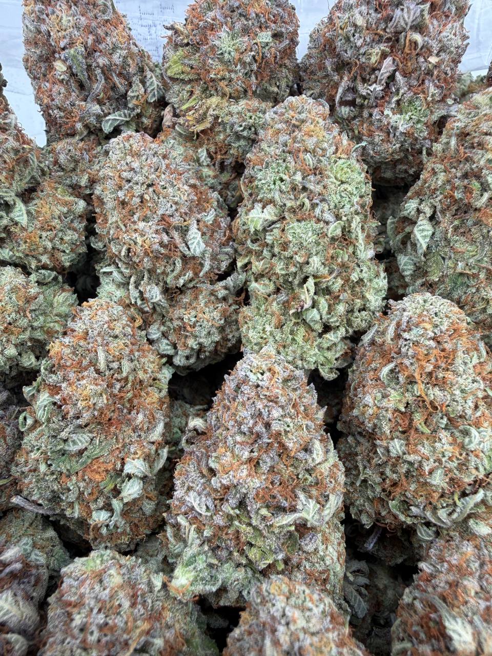 Platinum Capone